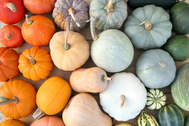 Photo of Colorful varieties of pumpkins and squashe