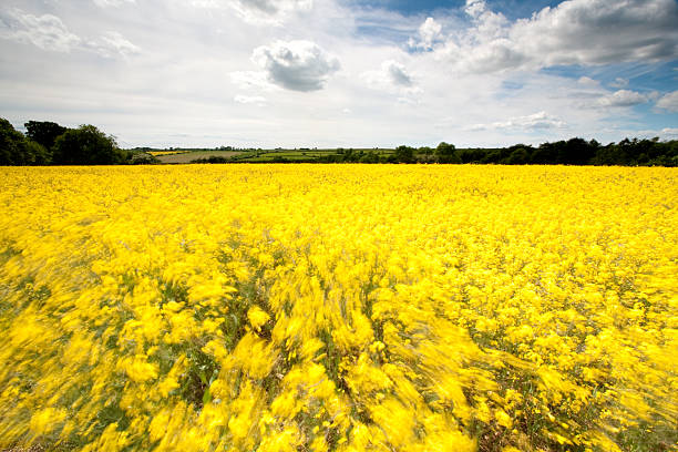 istock Wind in the Yellow Field 104830795