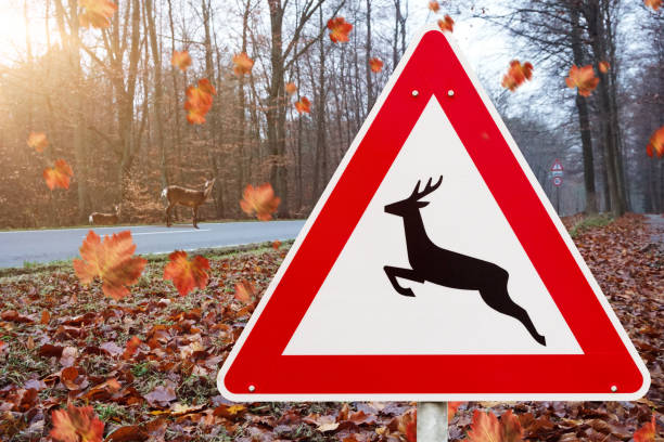 red triangle traffic road sign deer crossing against a road in autumn