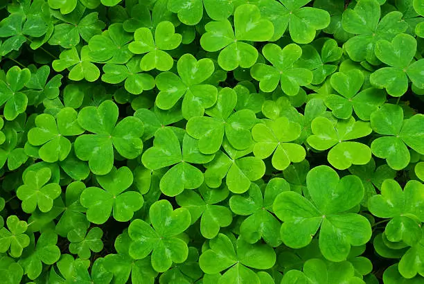 Lush green carpet of clover