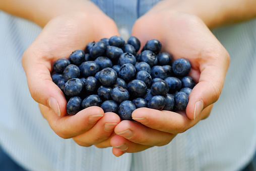 A person holds out a handful of freshly picked organic blueberries