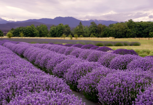 Purple landscape at a Lavender Farm in Sequim, Washington, USA
