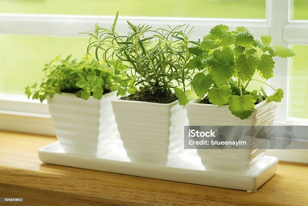 Green herbs on a window sill Three pots of herbs on a window sill-- Marjoram, Rosemary, and Lemon Balm Herb Stock Photo