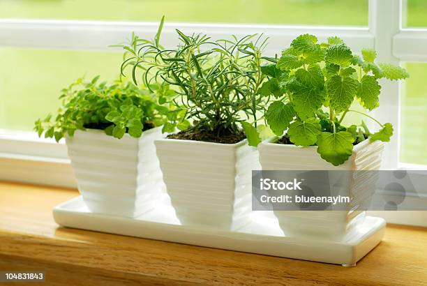 Green Herbs On A Window Sill Stock Photo - Download Image Now - Herb, Window Sill, Indoors