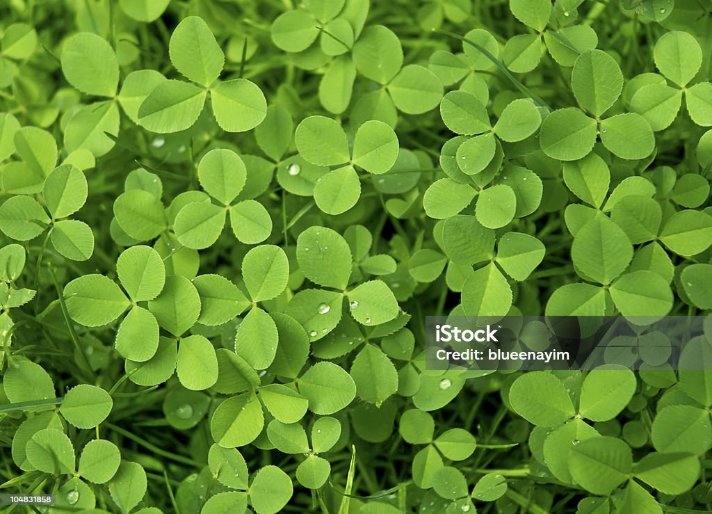 Carpet of Clover Lush green clover for St. Patrick's Day. Agricultural Field Stock Photo