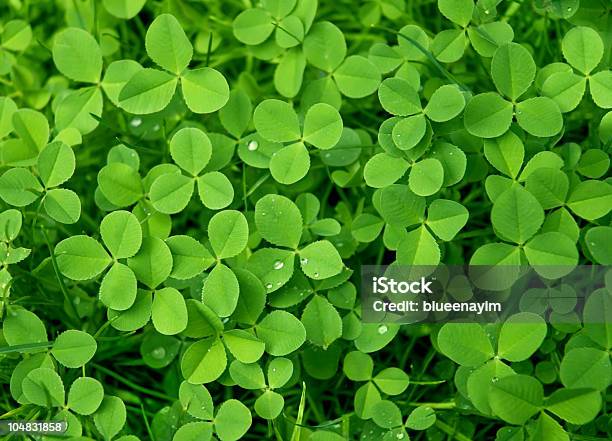 Carpet Of Clover Stock Photo - Download Image Now - Agricultural Field, Backgrounds, Clover