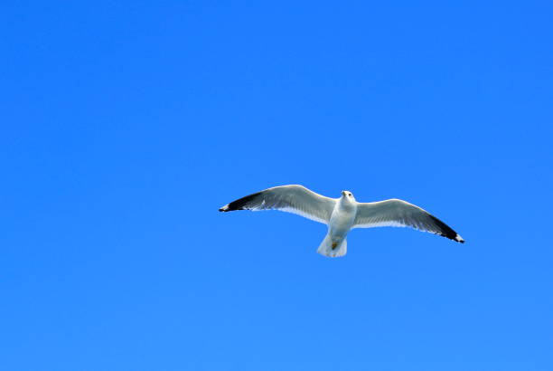 istock A seagull in the blue sky 1048321110