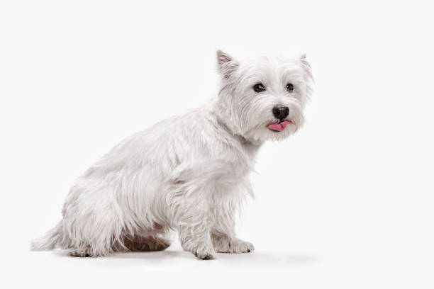istock west highland terrier in front of white background 1048322196