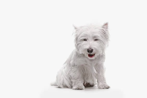 istock west highland terrier in front of white background 1048322266