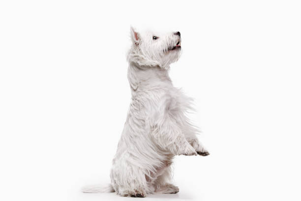 istock west highland terrier in front of white background 1048322282