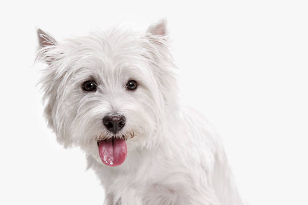 istock west highland terrier in front of white background 1048322290