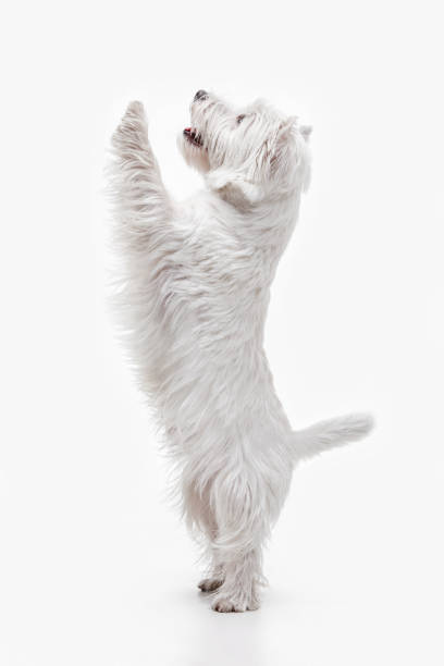 istock west highland terrier in front of white background 1048322310