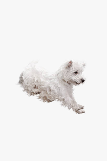 istock west highland terrier in front of white background 1048322360