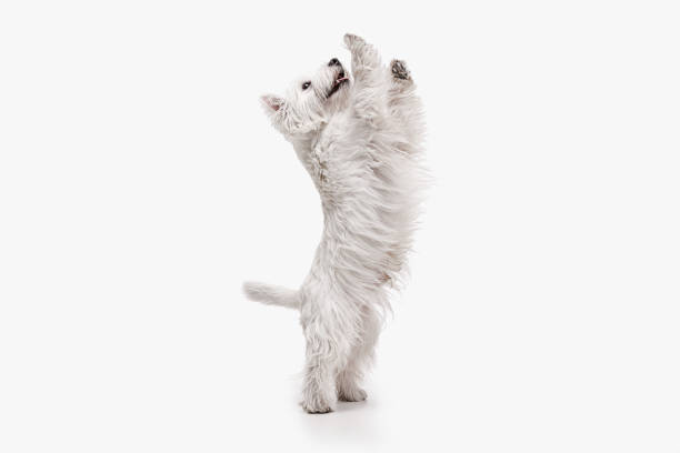 istock west highland terrier in front of white background 1048322388