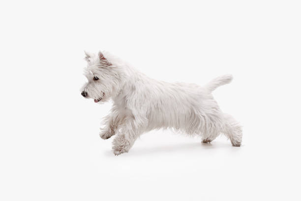 istock west highland terrier in front of white background 1048322398