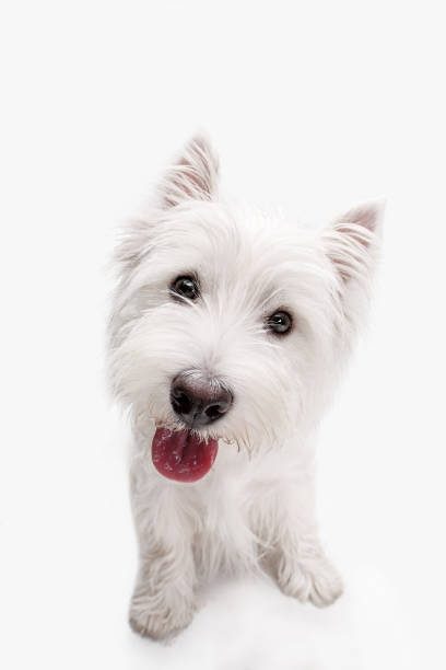 west highland terrier in front of white background The west highland terrier dog in front of white studio background west highland white terrier stock pictures, royalty-free photos & images
