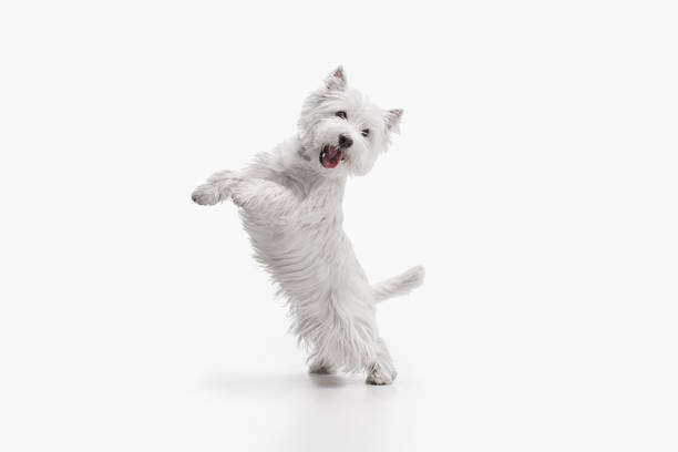 west highland terrier in front of white background The west highland terrier dog in front of white studio background tongue photos stock pictures, royalty-free photos & images
