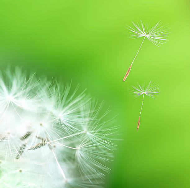 istock A close up of a dandelion shedding seeds 104832291