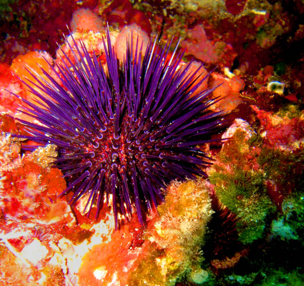 istock Purple sea urchin on a colourful reef 1048322946