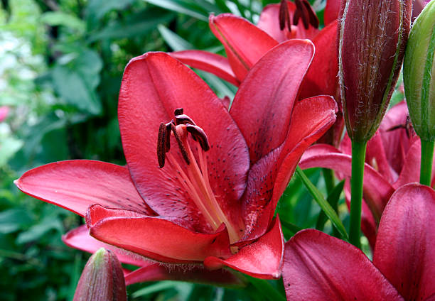 lys rouge - lily lily family temperate flower asiatic lily photos et images de collection