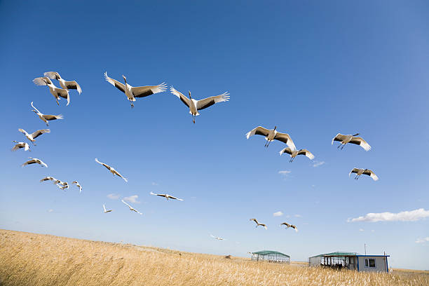 Many cranes flying mid air over a field Flock of cranes flying over yellow grassland against blue sky whooping cranes pics stock pictures, royalty-free photos & images