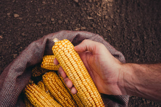 granjero cosecha cosecha mazorcas de maíz de bolsa de arpillera - genetic modification corn corn crop genetic research fotografías e imágenes de stock