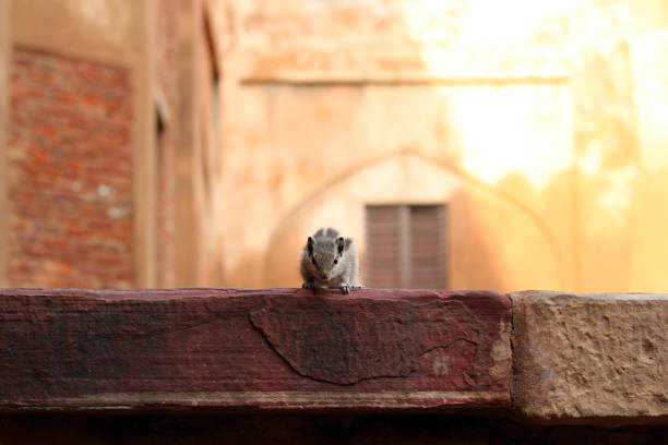 A squirrel roaming around the Agra Fort. Taken in India, August 2018.