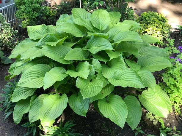 istock Small plants growing in the garden 1048327796