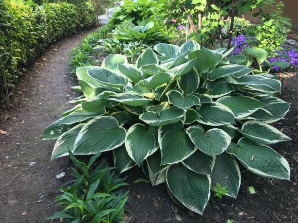 istock Small plants growing in the garden 1048327962