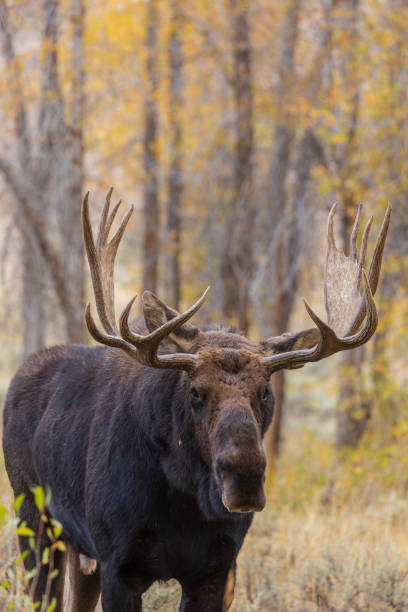 istock Bull Moose in the Fall  Rut 1048328120
