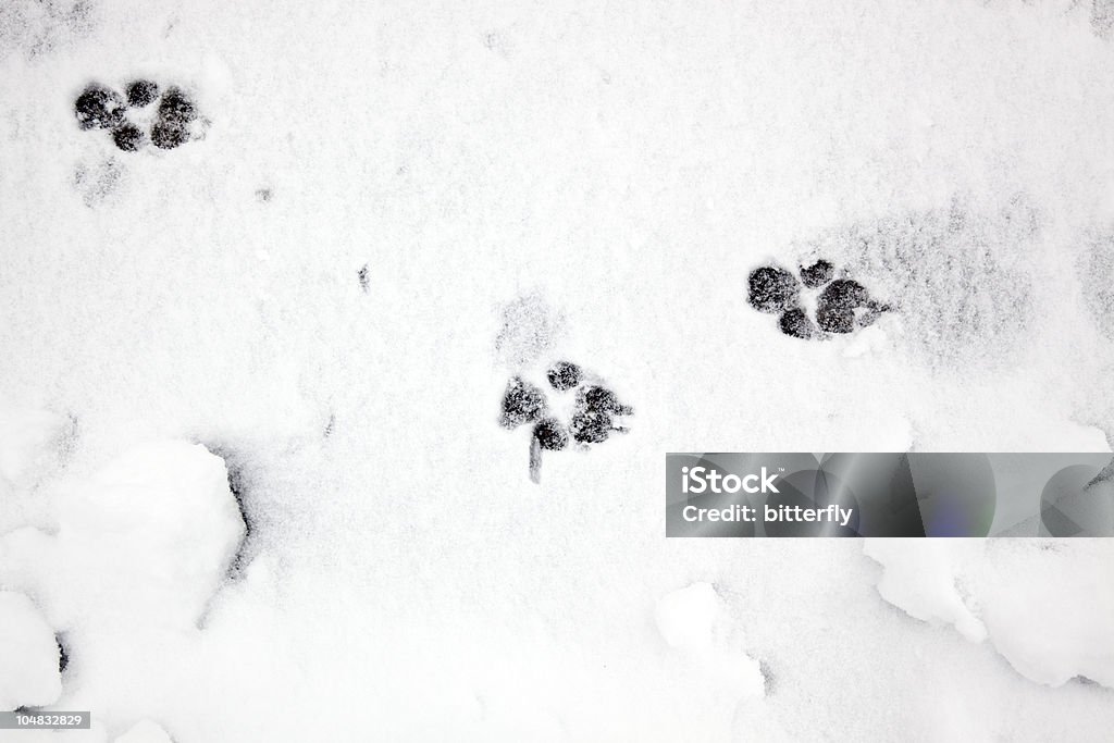 Pata imprime en la nieve - Foto de stock de Huella de pata libre de derechos