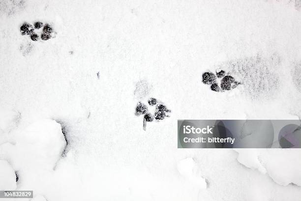 Pata Imprime En La Nieve Foto de stock y más banco de imágenes de Huella de pata - Huella de pata, Nieve, Perro