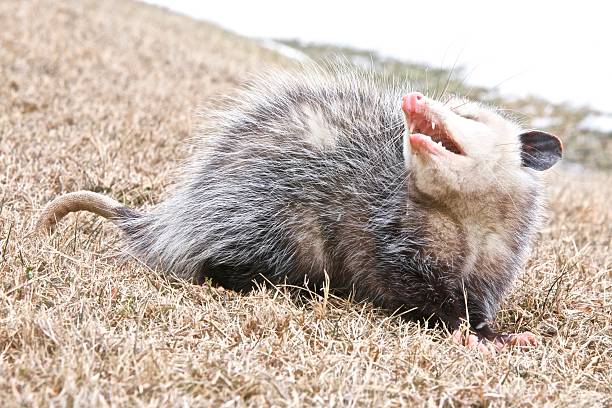 포섬 grin - common opossum 뉴스 사진 이미지