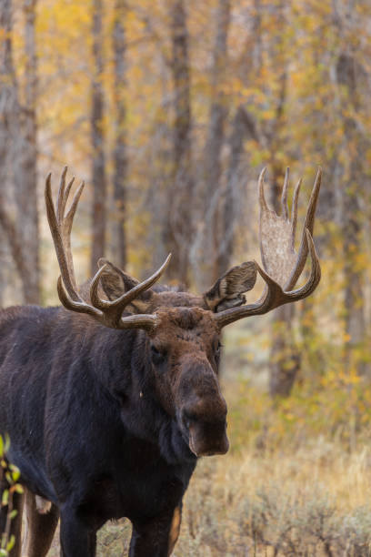 istock Bull Moose in the Fall  Rut 1048330560