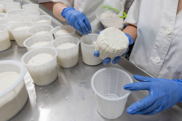 istock working woman preparing cheese raw paste into moulds and seasoning 1048331320