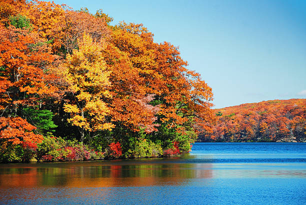 follaje de otoño al lago - november tranquil scene autumn leaf fotografías e imágenes de stock