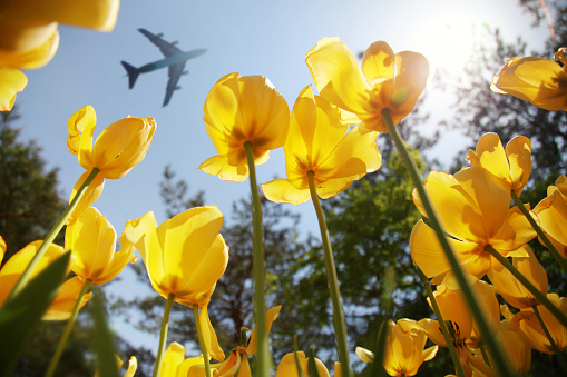Airplane flying over blooming yellow tulips