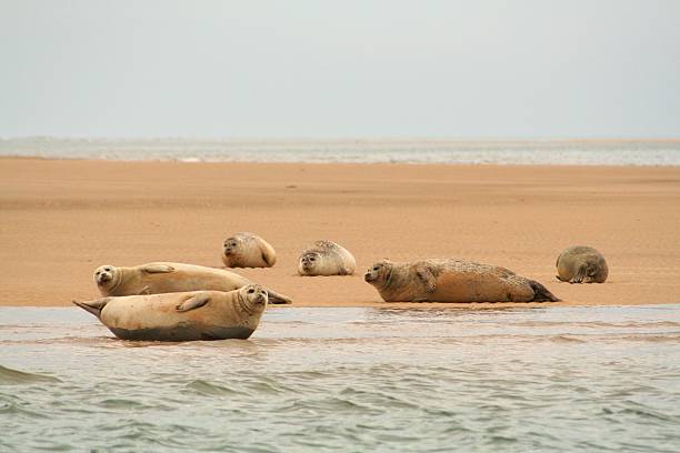 Seals off Norfolk Coast stock photo