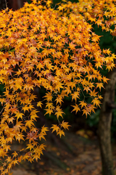 日本庭園、京都、日本のカラフルな秋 - cherry tree tree autumn multi colored ストックフォトと画像