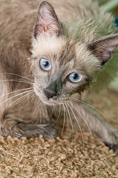 Siamese Kitty after a Bath stock photo