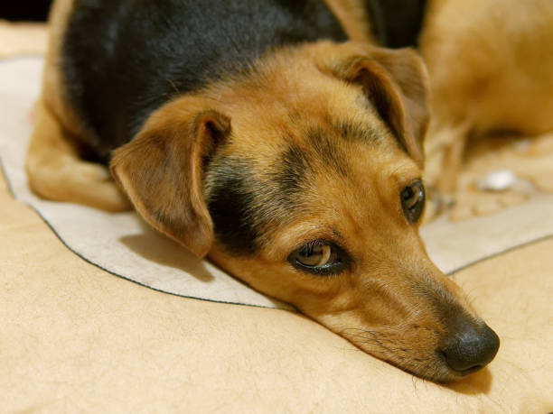 istock Sad or sick pet laying and looking at camera 1048337128