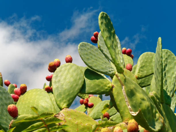 istock prickly pear fruit and plant against blue sky 1048337246
