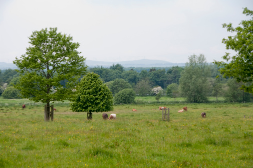 Cattle graze in a field in Eglinton Country Park, Ayrshire, Scotland.