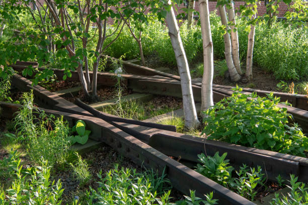 verlassene überwucherten eisenbahn spur junction und silver birch - high line park stock-fotos und bilder