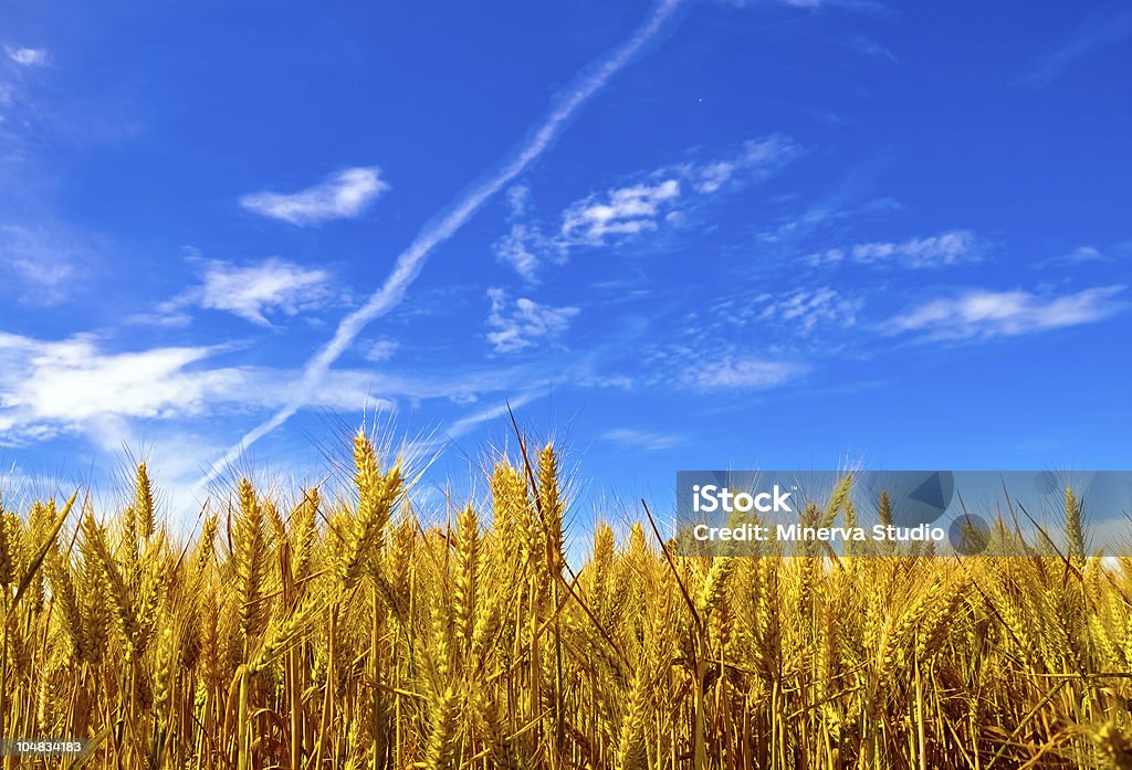 Pianta di grano con cielo azzurro Prato - Foto stock royalty-free di Agricoltura