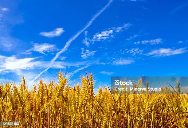 Pianta Di Grano Con Cielo Azzurro Prato - Fotografie stock e altre immagini di Agricoltura - Agricoltura, Alimentazione sana, Ambientazione esterna