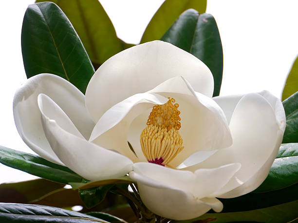 im blume: "indian baumrinde" oder "evergreen magnolia" - evergreen magnolia stock-fotos und bilder