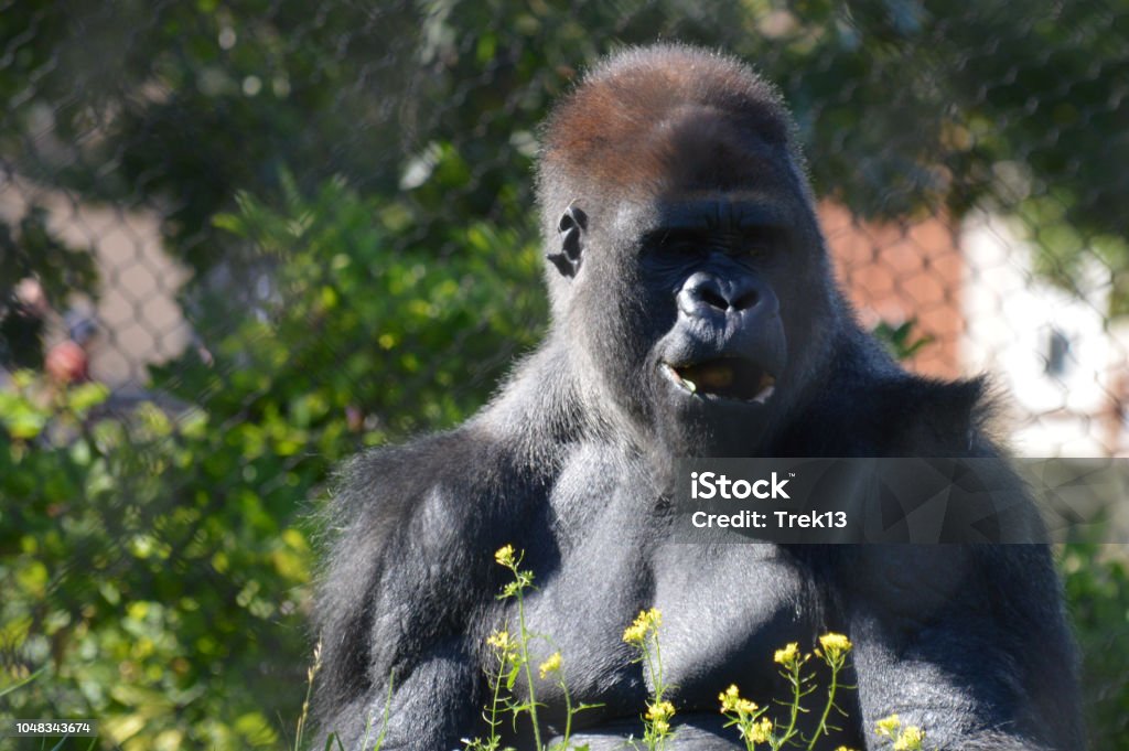 Western Lowland Gorilla Chest - Torso Stock Photo