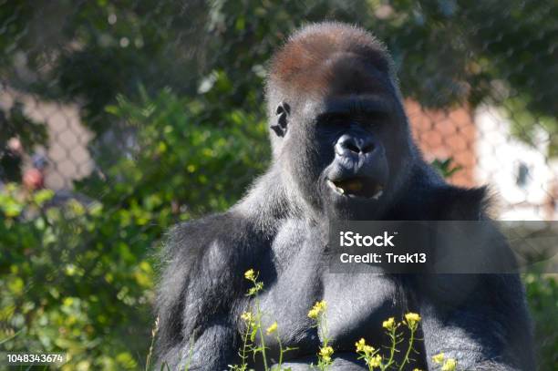 Western Lowland Gorilla Stock Photo - Download Image Now - Chest - Torso, Gorilla, Animal Body Part