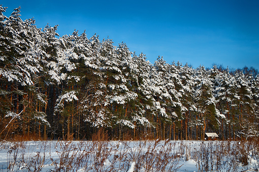 Winter pine forest in the snow against the blue clear sky.